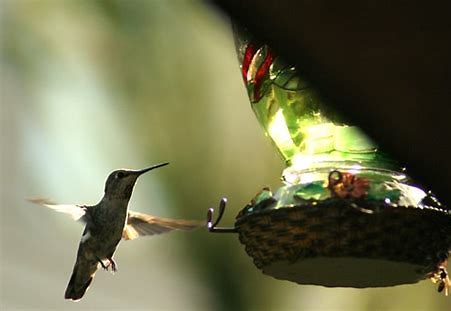 Attracting Birds To Your Backyard