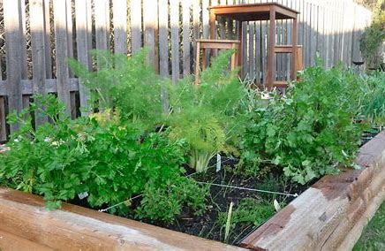 Start A Kitchen Herb Garden